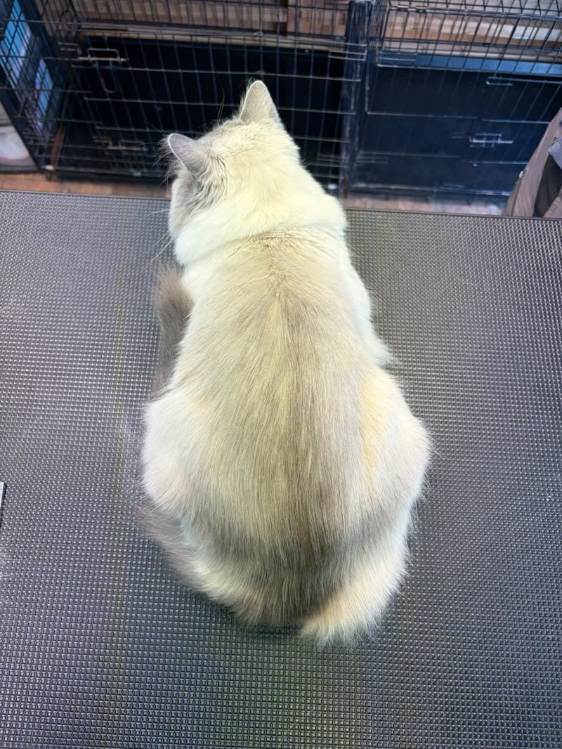 A pale long-haired cat sitting on the grooming mat in front of the holding crate at the salon