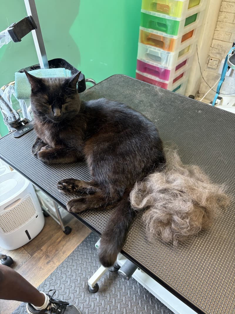 A dark tortoiseshell cat on the grooming table beside a large pile of removed matted fur