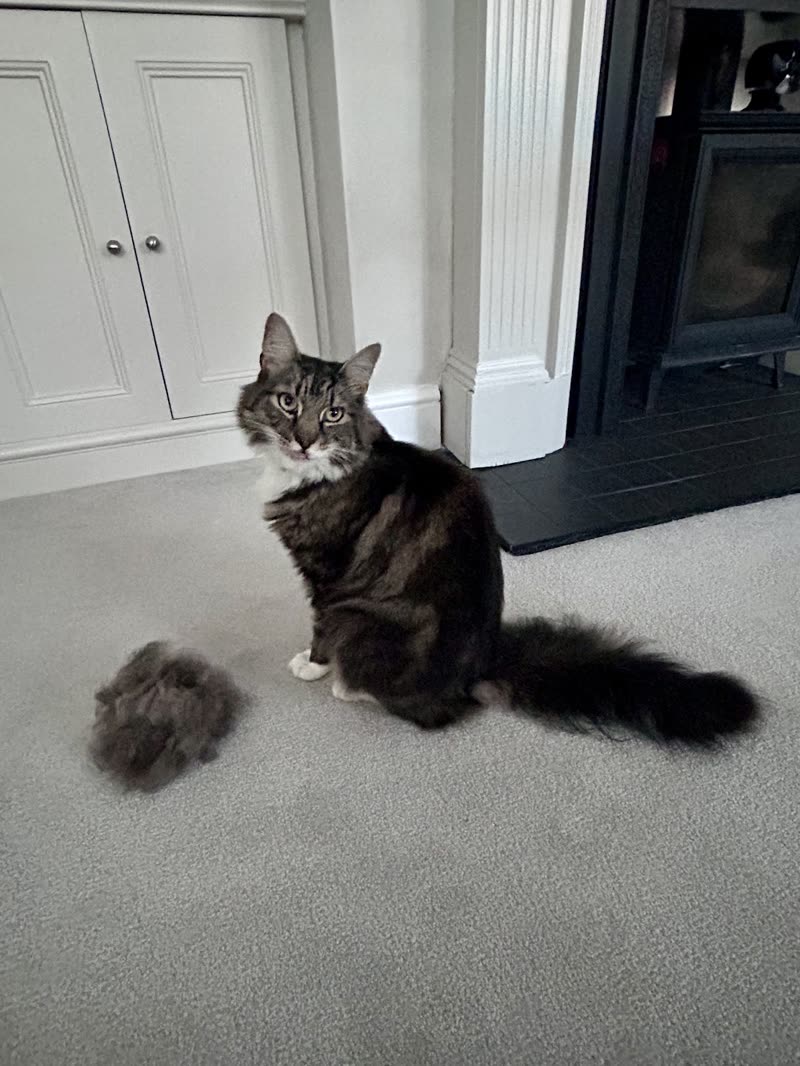 A long-haired tortoiseshell cat on a carpet at home beside a clump of brushed-out fur