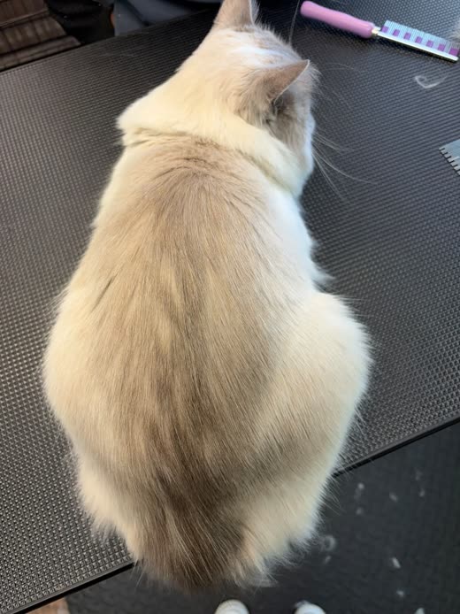 Close-up of a cream and seal-point long-haired cat's freshly groomed, fluffed coat on the grooming table