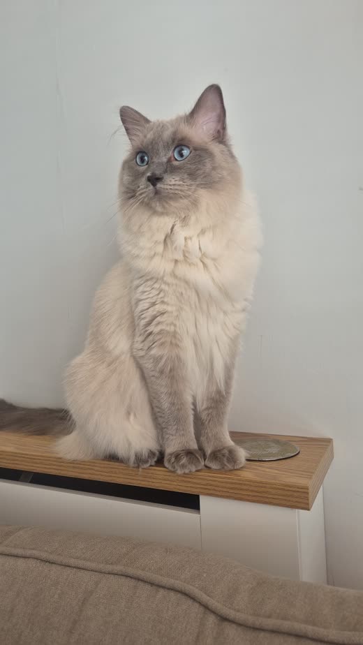 Fluffy cream Ragdoll-type cat sitting upright after its groom