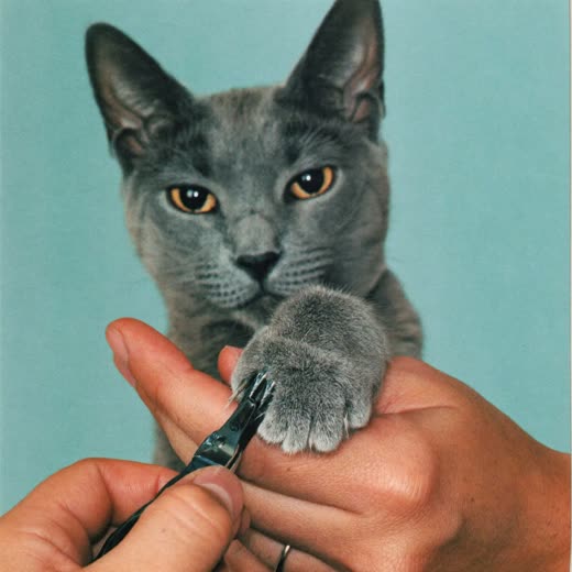 A cat's claws being carefully clipped during a nail trim