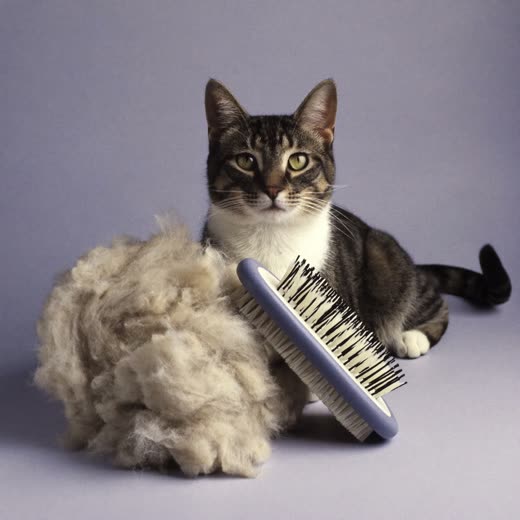 A grooming brush next to a clump of brushed-out cat fur